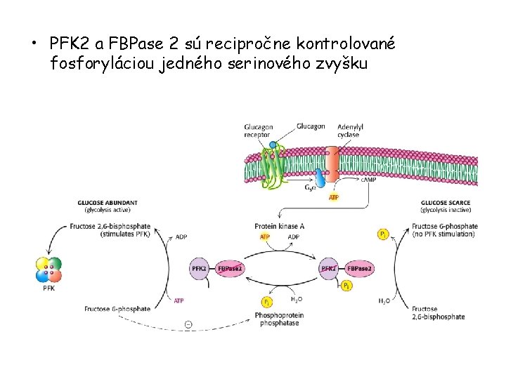  • PFK 2 a FBPase 2 sú recipročne kontrolované fosforyláciou jedného serinového zvyšku