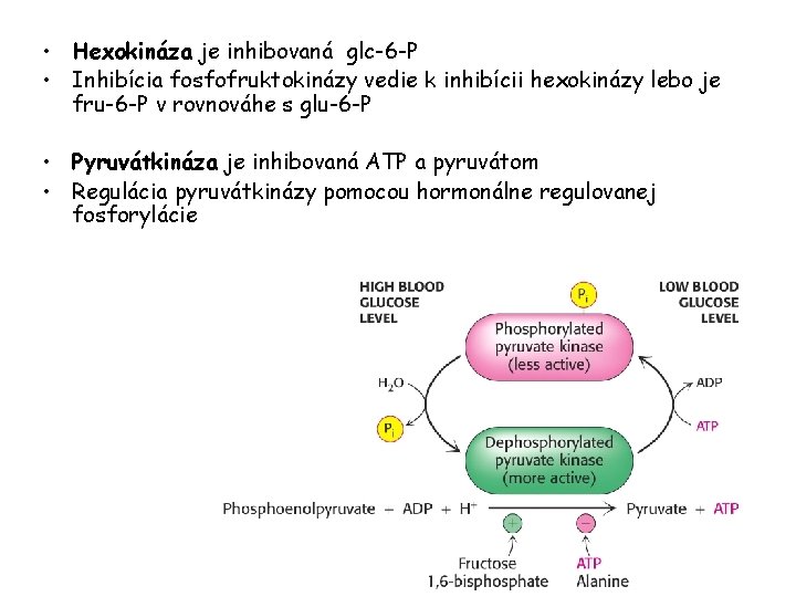  • Hexokináza je inhibovaná glc-6 -P • Inhibícia fosfofruktokinázy vedie k inhibícii hexokinázy