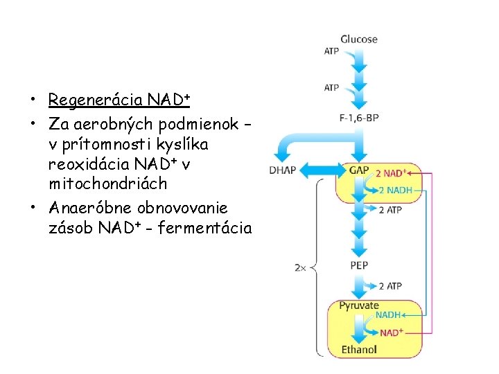  • Regenerácia NAD+ • Za aerobných podmienok – v prítomnosti kyslíka reoxidácia NAD+