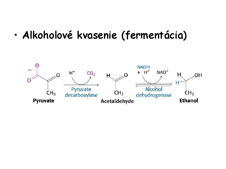  • Alkoholové kvasenie (fermentácia) 