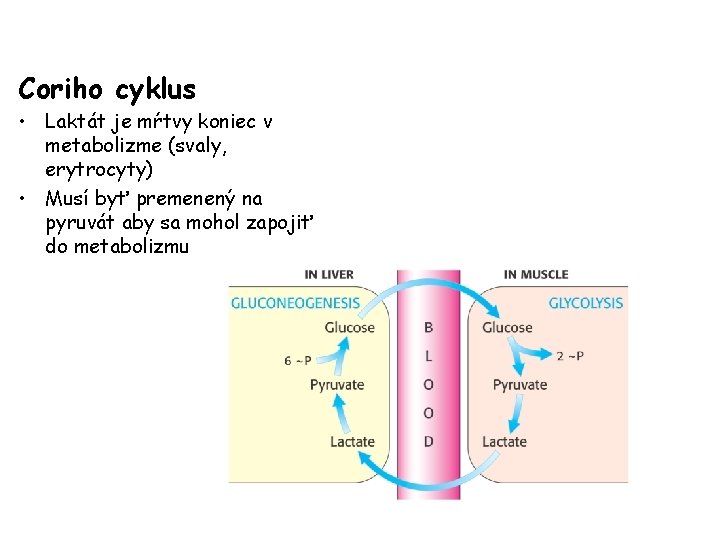 Coriho cyklus • Laktát je mŕtvy koniec v metabolizme (svaly, erytrocyty) • Musí byť