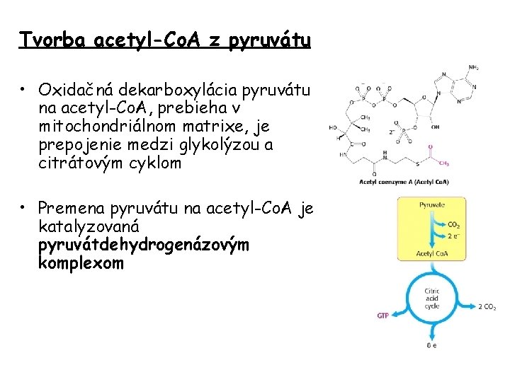 Tvorba acetyl-Co. A z pyruvátu • Oxidačná dekarboxylácia pyruvátu na acetyl-Co. A, prebieha v