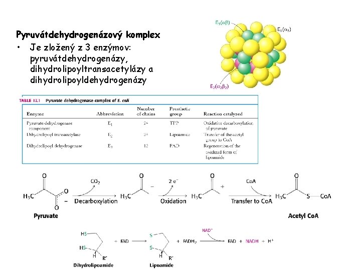 Pyruvátdehydrogenázový komplex • Je zložený z 3 enzýmov: pyruvátdehydrogenázy, dihydrolipoyltransacetylázy a dihydrolipoyldehydrogenázy 