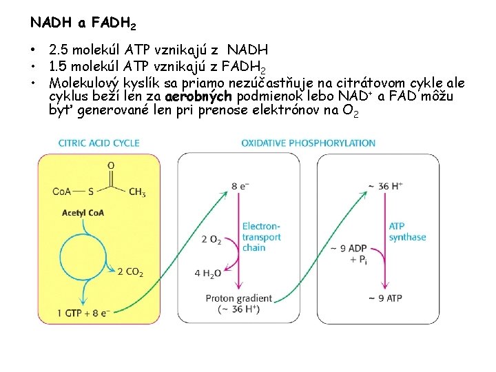 NADH a FADH 2 • 2. 5 molekúl ATP vznikajú z NADH • 1.