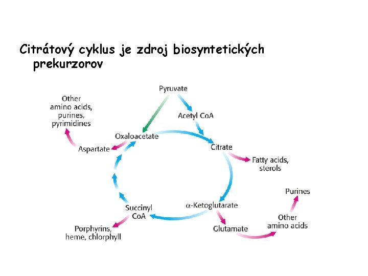 Citrátový cyklus je zdroj biosyntetických prekurzorov 