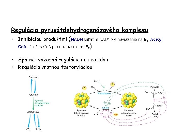 Regulácia pyruvátdehydrogenázového komplexu • Inhibíciou produktmi (NADH súťaží s NAD+ pre naviazanie na E
