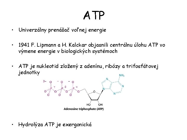 ATP • Univerzálny prenášač voľnej energie • 1941 F. Lipmann a H. Kalckar objasnili