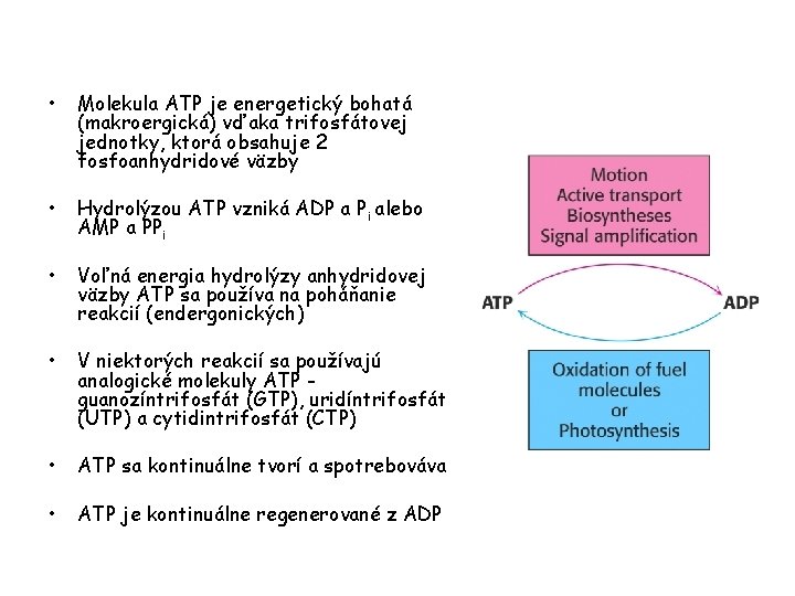  • Molekula ATP je energetický bohatá (makroergická) vďaka trifosfátovej jednotky, ktorá obsahuje 2