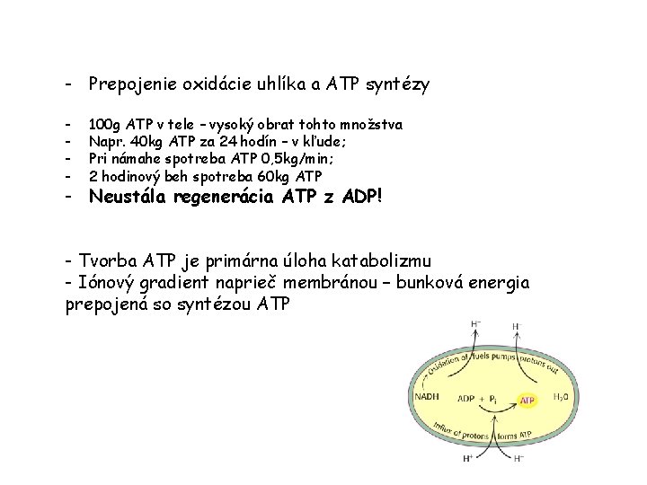 - Prepojenie oxidácie uhlíka a ATP syntézy - 100 g ATP v tele –