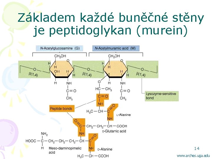 Základem každé buněčné stěny je peptidoglykan (murein) 14 www. arches. uga. edu 