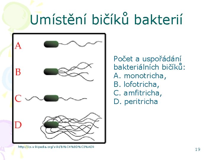 Umístění bičíků bakterií Počet a uspořádání bakteriálních bičíků: A. monotricha, B. lofotricha, C. amfitricha,