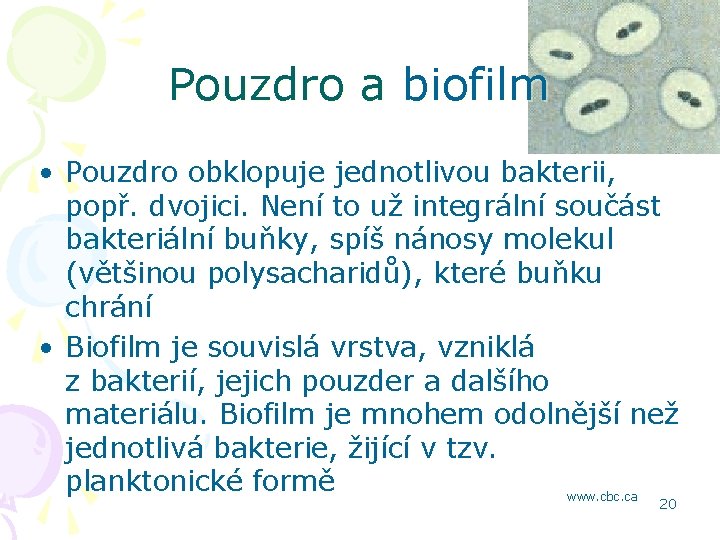 Pouzdro a biofilm • Pouzdro obklopuje jednotlivou bakterii, popř. dvojici. Není to už integrální