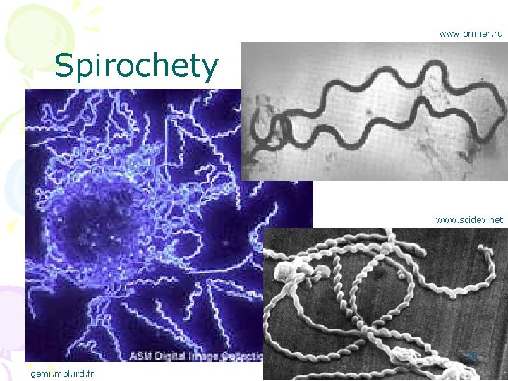 www. primer. ru Spirochety www. scidev. net 28 gemi. mpl. ird. fr 