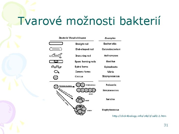 Tvarové možnosti bakterií http: //click 4 biology. info/c 4 b/2/cell 2. 2. htm 31