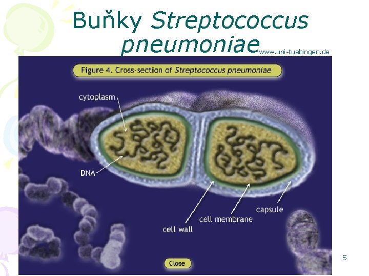 Buňky Streptococcus pneumoniae www. uni-tuebingen. de 5 