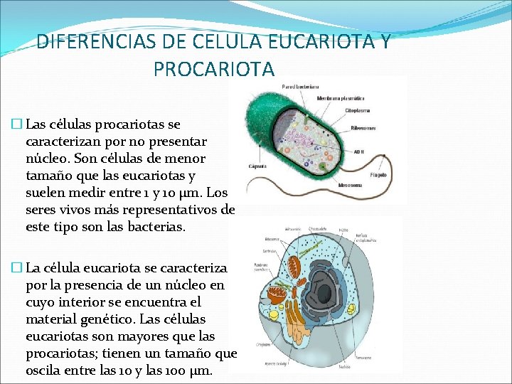 DIFERENCIAS DE CELULA EUCARIOTA Y PROCARIOTA � Las células procariotas se caracterizan por no