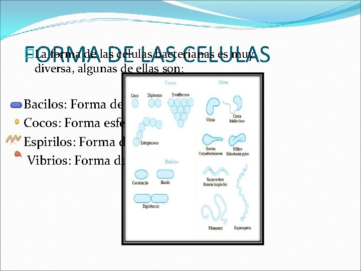 �La forma de las células bacterianas es muy FORMA DE LAS CELULAS diversa, algunas