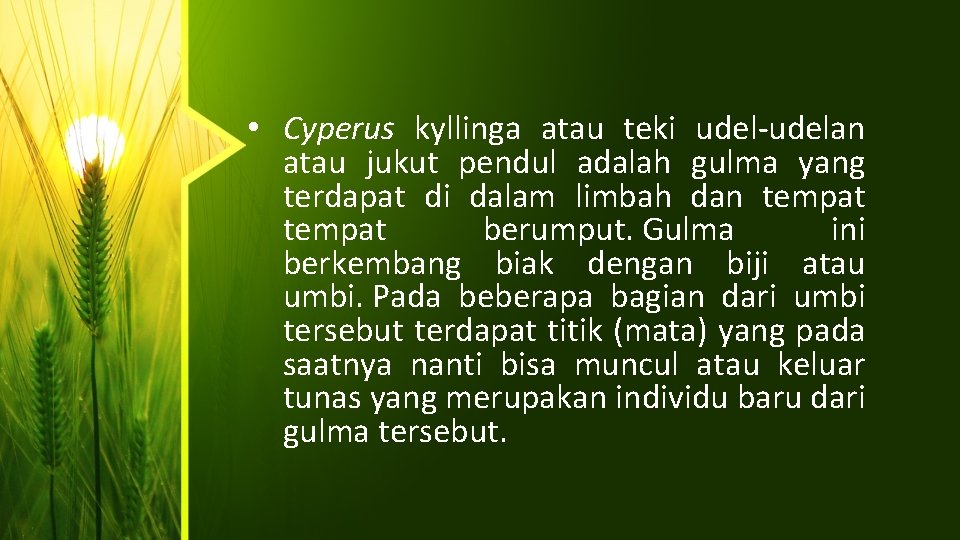  • Cyperus kyllinga atau teki udel-udelan atau jukut pendul adalah gulma yang terdapat