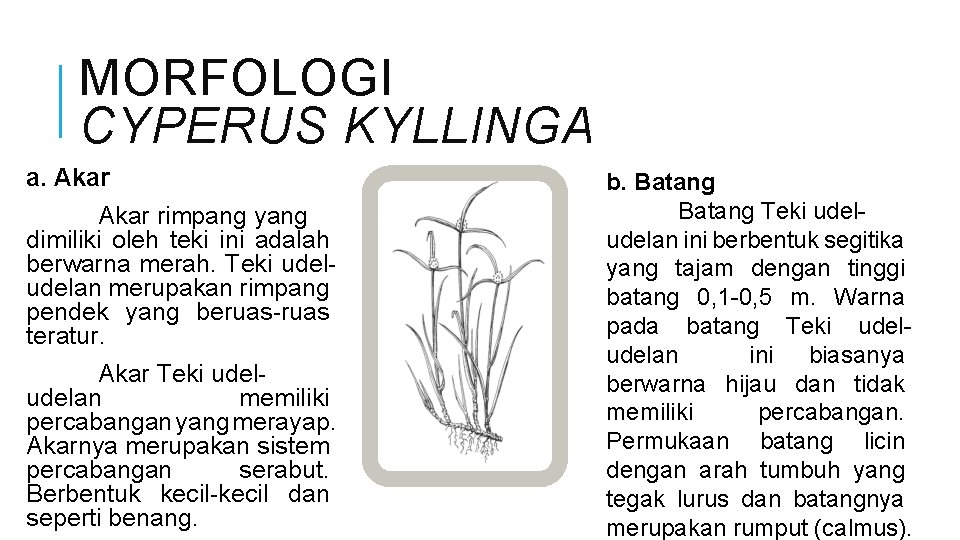 MORFOLOGI CYPERUS KYLLINGA a. Akar rimpang yang dimiliki oleh teki ini adalah berwarna merah.