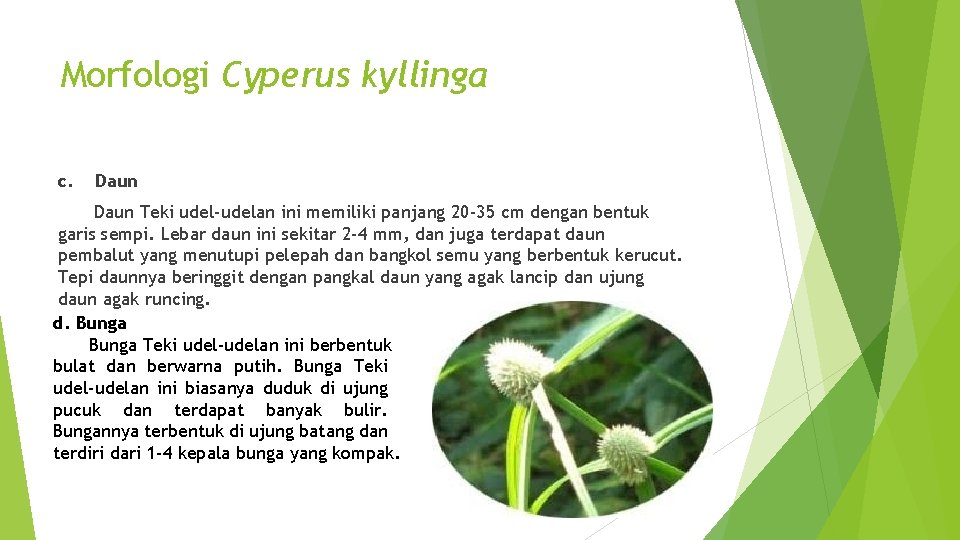 Morfologi Cyperus kyllinga c. Daun Teki udel-udelan ini memiliki panjang 20 -35 cm dengan