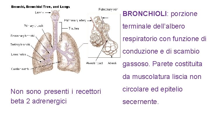 BRONCHIOLI: porzione terminale dell’albero respiratorio con funzione di conduzione e di scambio gassoso. Parete