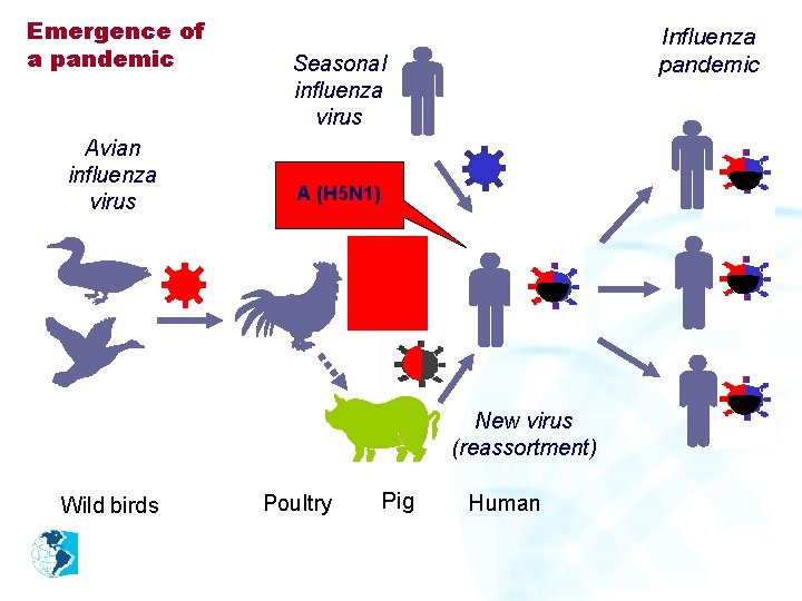 Emergence of a pandemic Avian influenza virus Influenza pandemic Seasonal influenza virus A (H