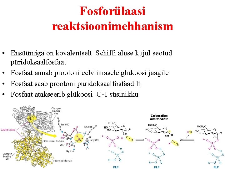 Fosforülaasi reaktsioonimehhanism • Ensüümiga on kovalentselt Schiffi aluse kujul seotud püridoksaalfosfaat • Fosfaat annab