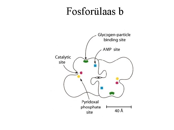 Fosforülaas b 