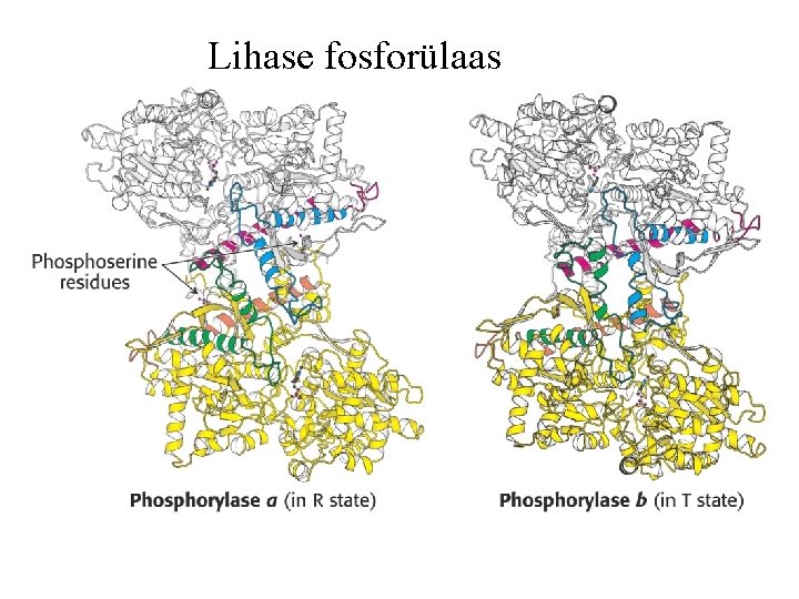 Lihase fosforülaas 