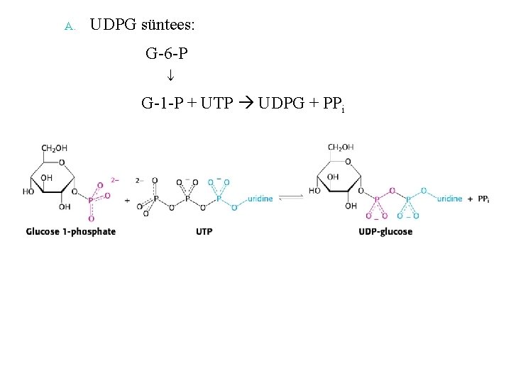 A. UDPG süntees: G-6 -P G-1 -P + UTP UDPG + PPi 