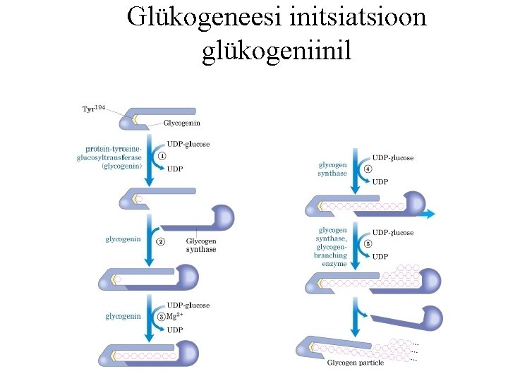 Glükogeneesi initsiatsioon glükogeniinil 