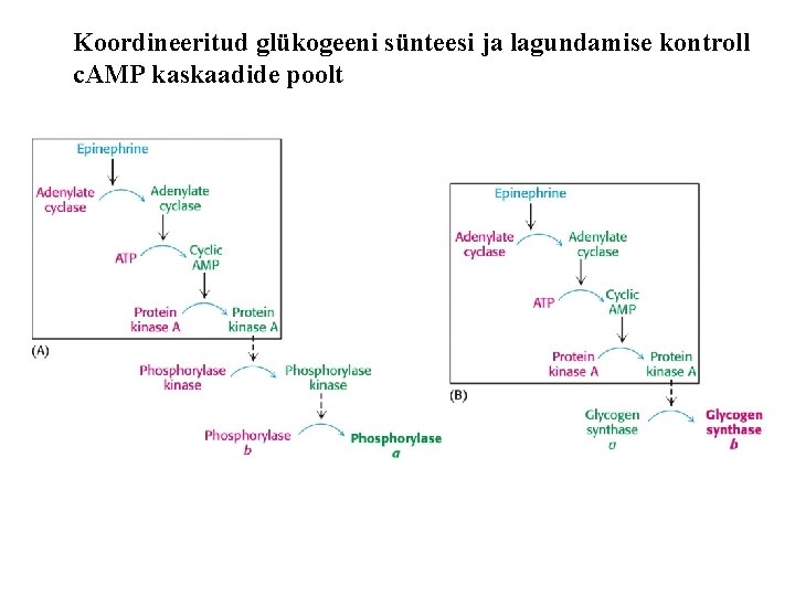 Koordineeritud glükogeeni sünteesi ja lagundamise kontroll c. AMP kaskaadide poolt 