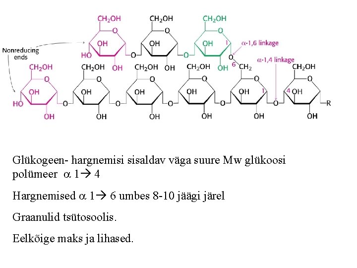 Glükogeen- hargnemisi sisaldav väga suure Mw glükoosi polümeer 1 4 Hargnemised 1 6 umbes