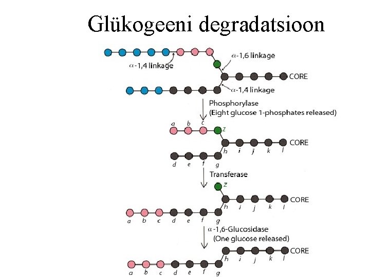 Glükogeeni degradatsioon 