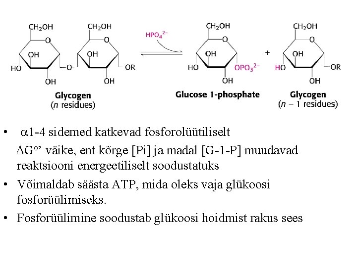  • 1 -4 sidemed katkevad fosforolüütiliselt DGo’ väike, ent kõrge [Pi] ja madal