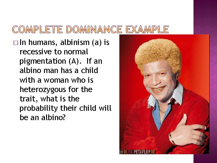 � In humans, albinism (a) is recessive to normal pigmentation (A). If an albino