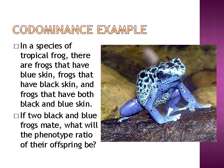 � In a species of tropical frog, there are frogs that have blue skin,