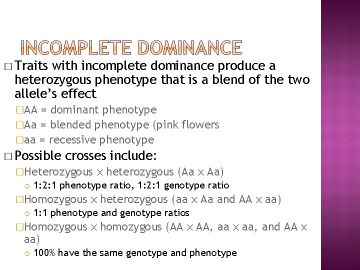 � Traits with incomplete dominance produce a heterozygous phenotype that is a blend of