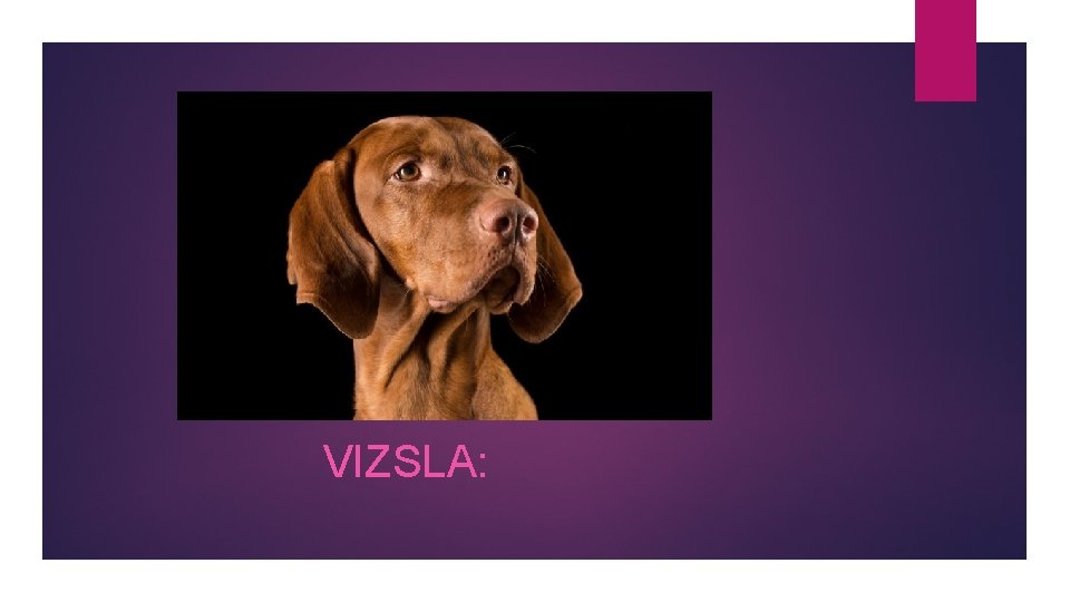 VIZSLA: 