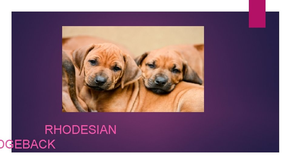 RHODESIAN DGEBACK 