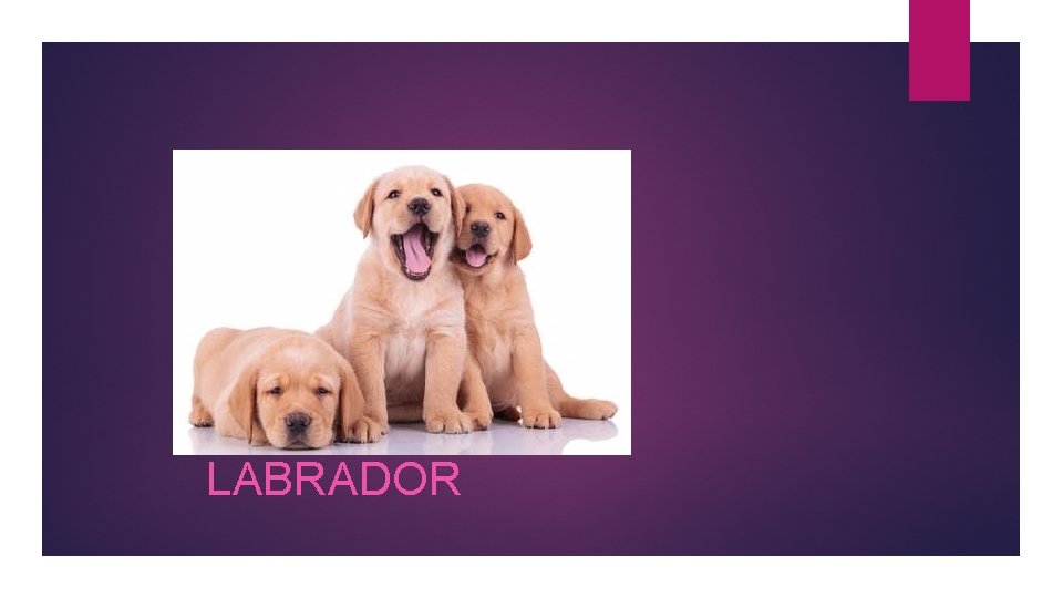 LABRADOR 