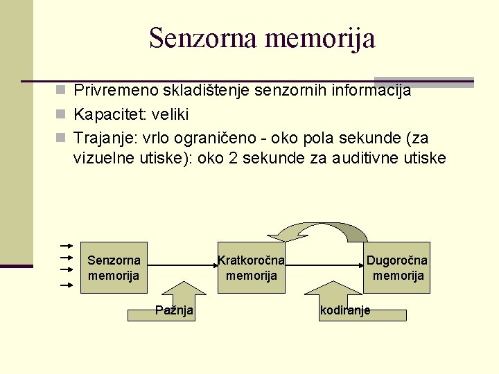 Senzorna memorija n Privremeno skladištenje senzornih informacija n Kapacitet: veliki n Trajanje: vrlo ograničeno