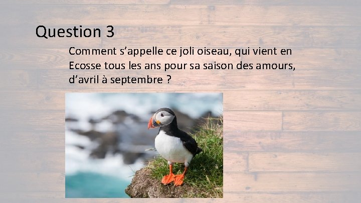 Question 3 Comment s’appelle ce joli oiseau, qui vient en Ecosse tous les ans