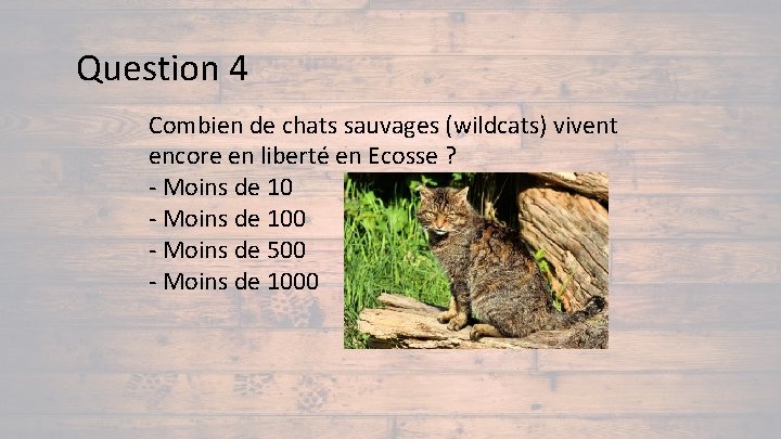 Question 4 Combien de chats sauvages (wildcats) vivent encore en liberté en Ecosse ?