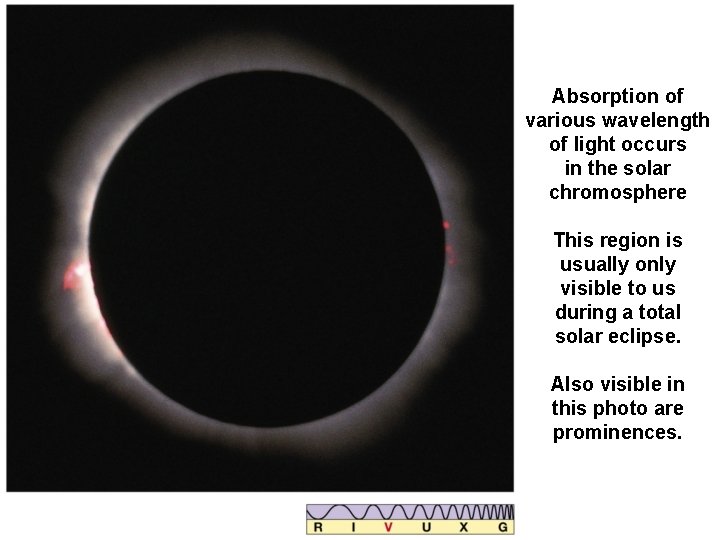 Absorption of various wavelength of light occurs in the solar chromosphere This region is