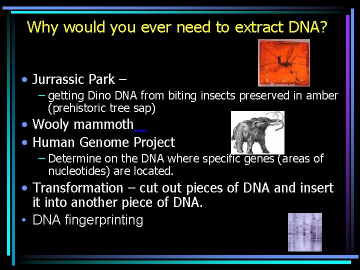 Why would you ever need to extract DNA? • Jurrassic Park – – getting
