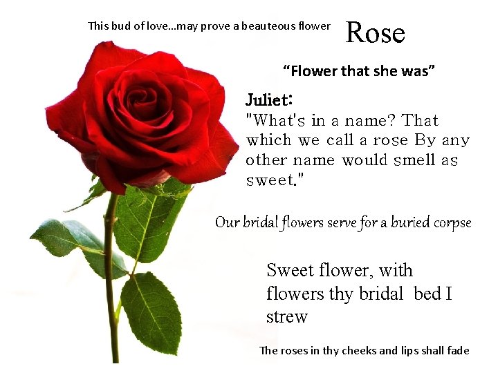 This bud of love…may prove a beauteous flower Rose “Flower that she was” Juliet: