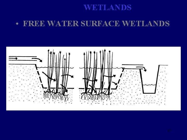 WETLANDS • FREE WATER SURFACE WETLANDS 67 