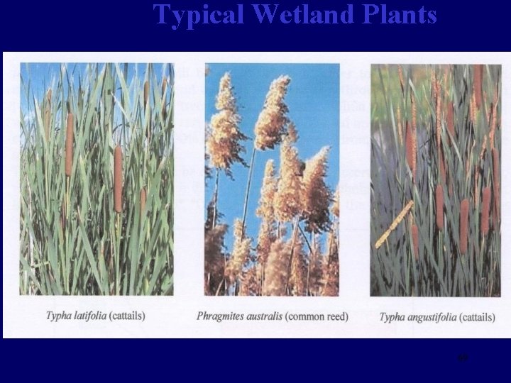 Typical Wetland Plants 69 