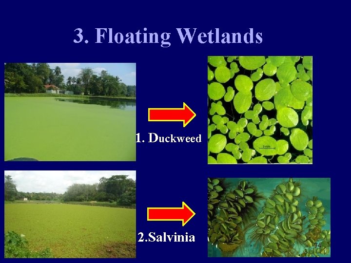 3. Floating Wetlands 1. Duckweed 2. Salvinia 74 